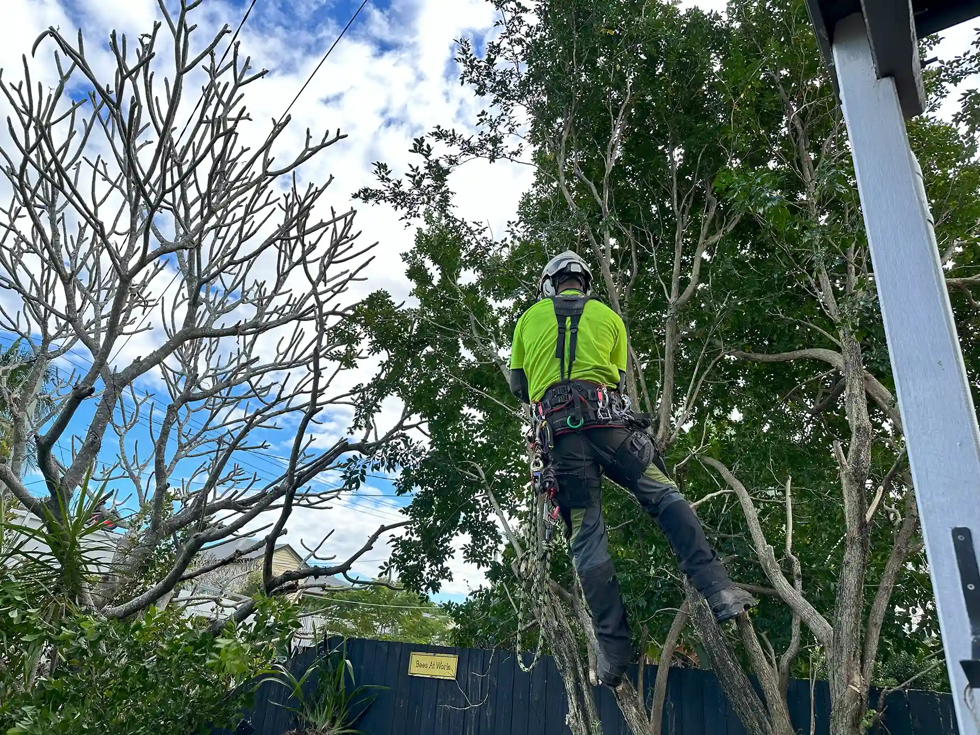 Tree Removal South Brisbane - JCL Tree Services